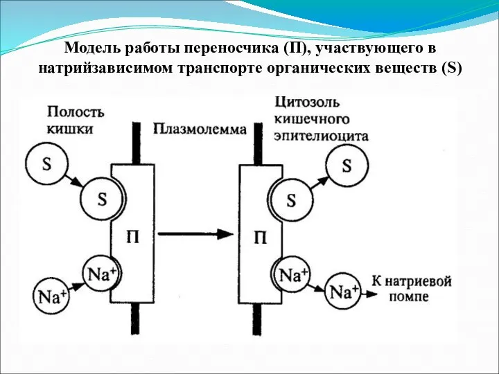 Модель работы переносчика (П), участвующего в натрийзависимом транспорте органических веществ (S)