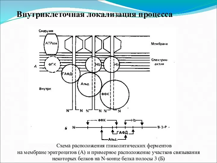 Внутриклеточная локализация процесса Схема расположения гликолитических ферментов на мембране эритроцитов (А) и примерное