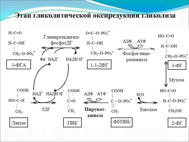 Этап гликолитической оксиредукции гликолиза