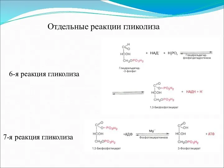Отдельные реакции гликолиза 6-я реакция гликолиза 7-я реакция гликолиза