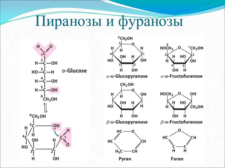 Пиранозы и фуранозы