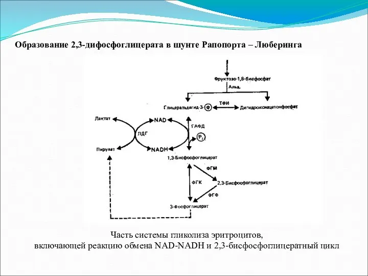Часть системы гликолиза эритроцитов, включающей реакцию обмена NAD-NADH и 2,3-бисфосфоглицератный цикл Образование 2,3-дифосфоглицерата