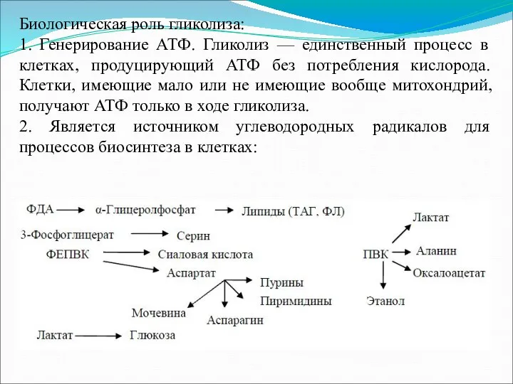 Биологическая роль гликолиза: 1. Генерирование АТФ. Гликолиз — единственный процесс