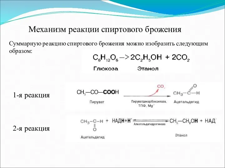 Механизм реакции спиртового брожения Суммарную реакцию спиртового брожения можно изобразить следующим образом: 1-я реакция 2-я реакция