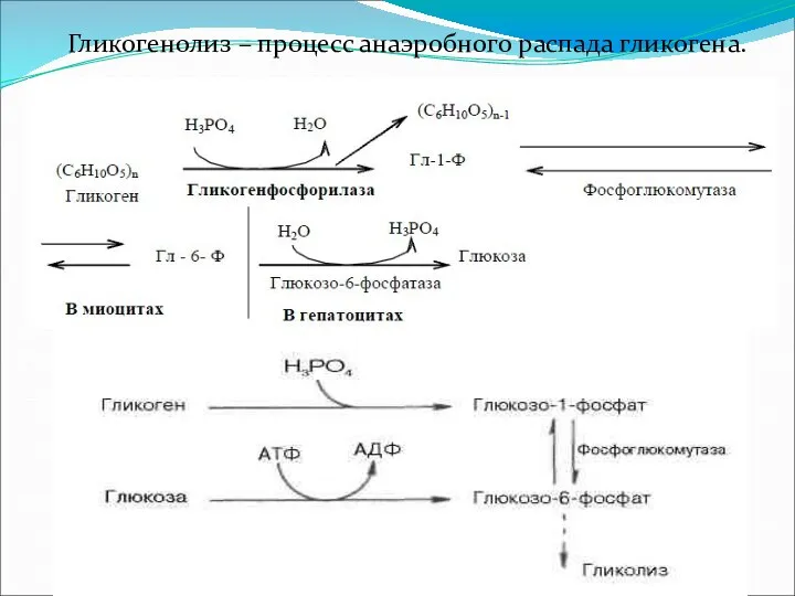 Гликогенолиз – процесс анаэробного распада гликогена.