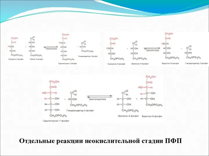 Отдельные реакции неокислительной стадии ПФП