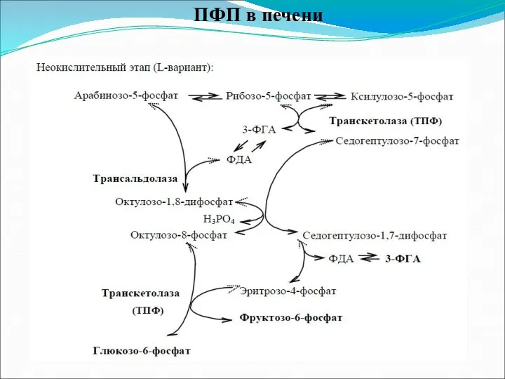 ПФП в печени