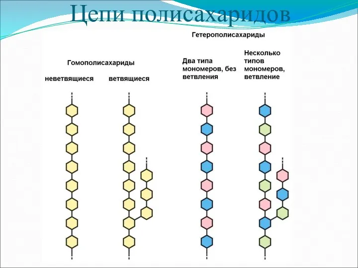 Цепи полисахаридов