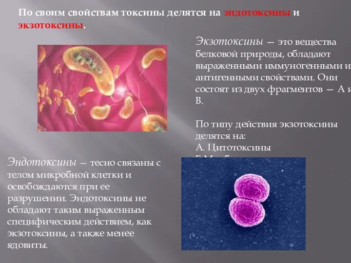 По своим свойствам токсины делятся на эндотоксины и экзотоксины. Экзотоксины