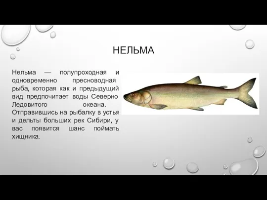 НЕЛЬМА Нельма — полупроходная и одновременно пресноводная рыба, которая как