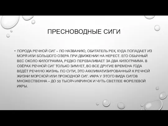 ПРЕСНОВОДНЫЕ СИГИ ПОРОДА РЕЧНОЙ СИГ – ПО НАЗВАНИЮ, ОБИТАТЕЛЬ РЕК,