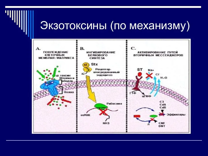 Экзотоксины (по механизму)