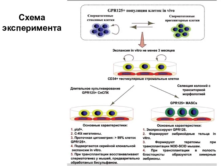 Схема эксперимента