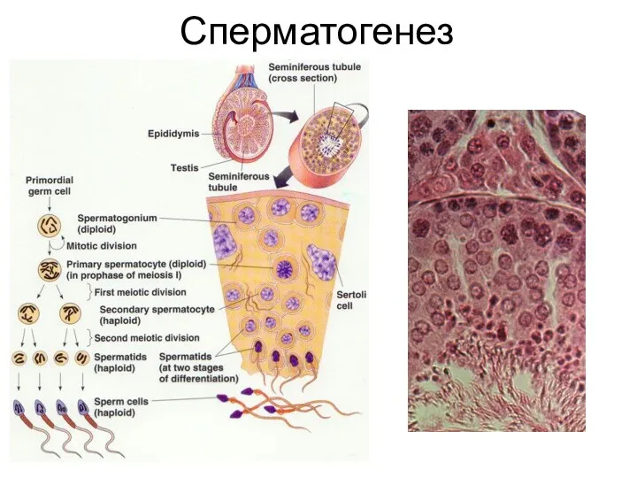 Сперматогенез