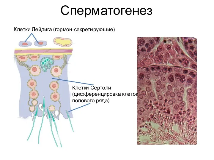 Сперматогенез Клетки Лейдига (гормон-секретирующие) Клетки Сертоли (дифференцировка клеток полового ряда)