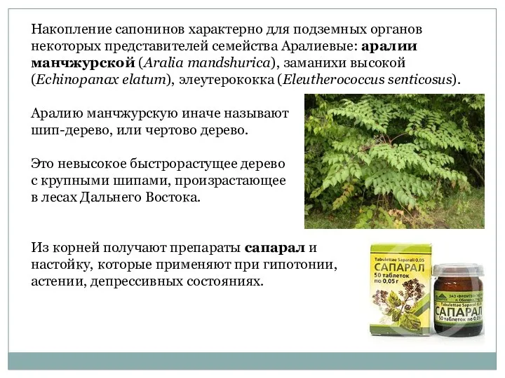 Накопление сапонинов характерно для подземных органов некоторых представителей семейства Аралиевые: