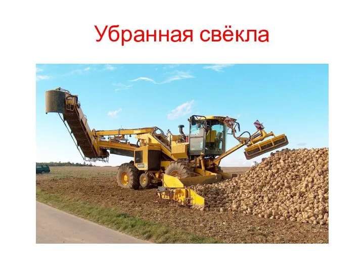 Убранная свёкла