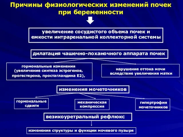 Причины физиологических изменений почек при беременности увеличение сосудистого объема почек и емкости интраренальной