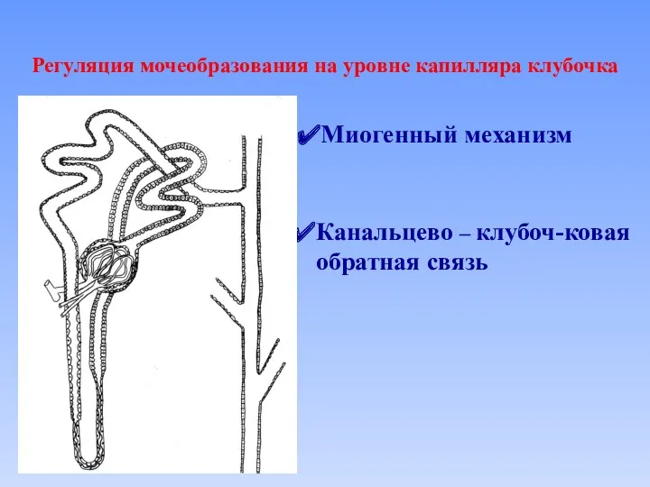 Регуляция мочеобразования на уровне капилляра клубочка Миогенный механизм Канальцево – клубоч-ковая обратная связь