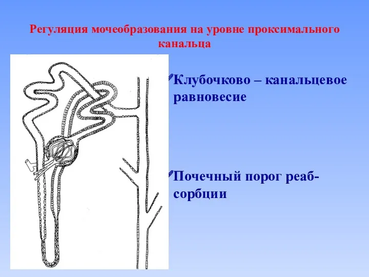 Регуляция мочеобразования на уровне проксимального канальца Клубочково – канальцевое равновесие Почечный порог реаб-сорбции