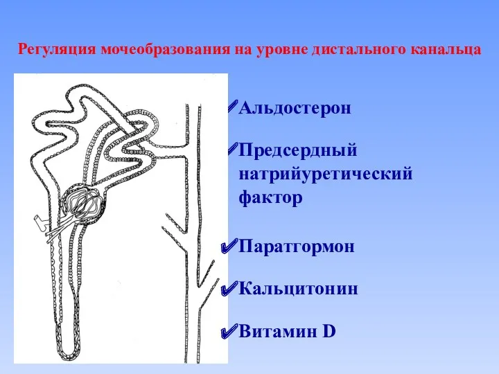 Регуляция мочеобразования на уровне дистального канальца Альдостерон Предсердный натрийуретический фактор Паратгормон Кальцитонин Витамин D