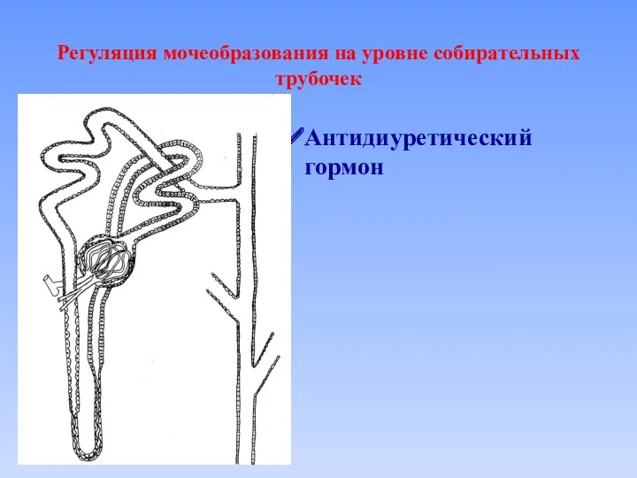 Регуляция мочеобразования на уровне собирательных трубочек Антидиуретический гормон