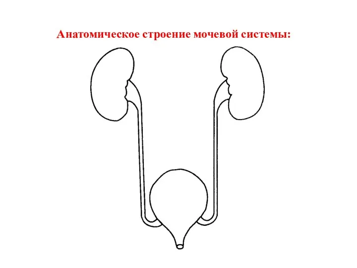 Анатомическое строение мочевой системы: