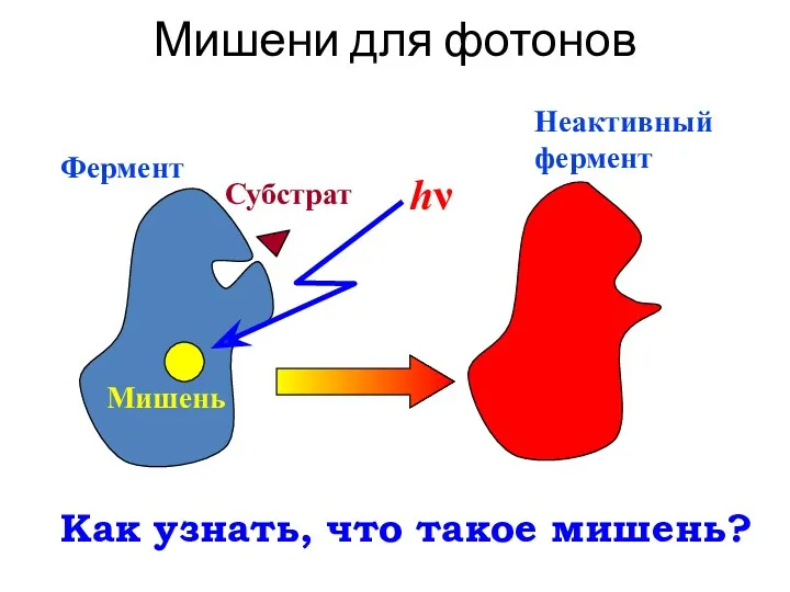 Мишени для фотонов Как узнать, что такое мишень?