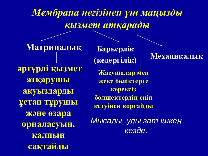 Мембрана негізінен үш маңызды қызмет атқарады Матрицалық Барьерлік (кедергілік) әртүрлі