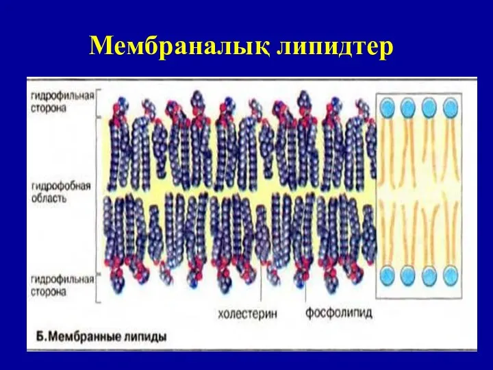 Мембраналық липидтер