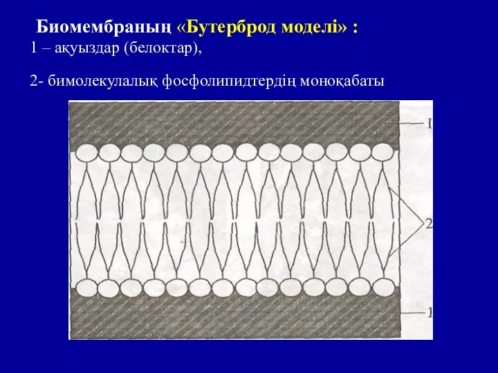 Биомембраның «Бутерброд моделі» : 1 – ақуыздар (белоктар), 2- бимолекулалық фосфолипидтердің моноқабаты