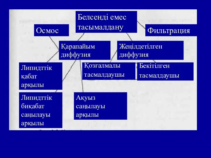 Белсенді емес тасымалдану Фильтрация Осмос Қарапайым диффузия Жеңілдетілген диффузия Липидттік