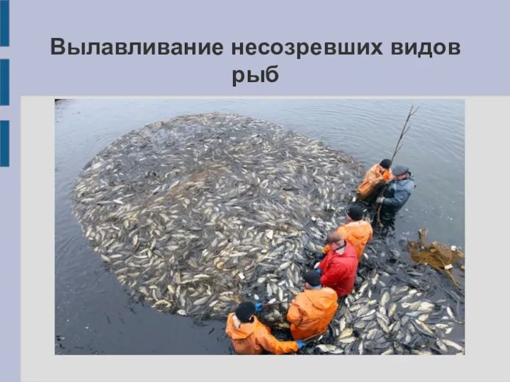Вылавливание несозревших видов рыб