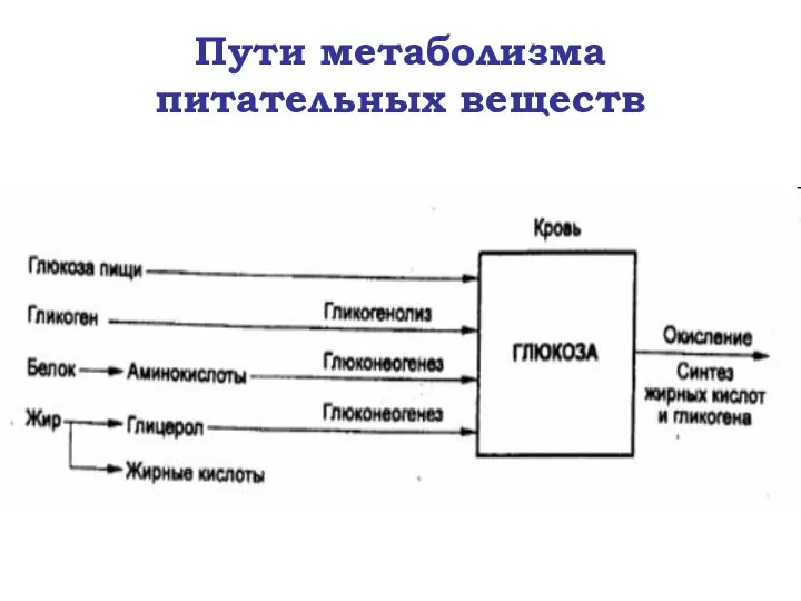 Пути метаболизма питательных веществ