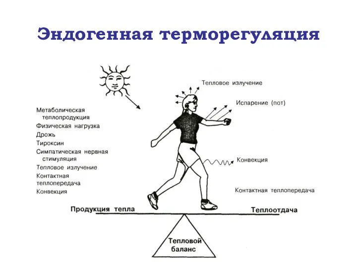 Эндогенная терморегуляция