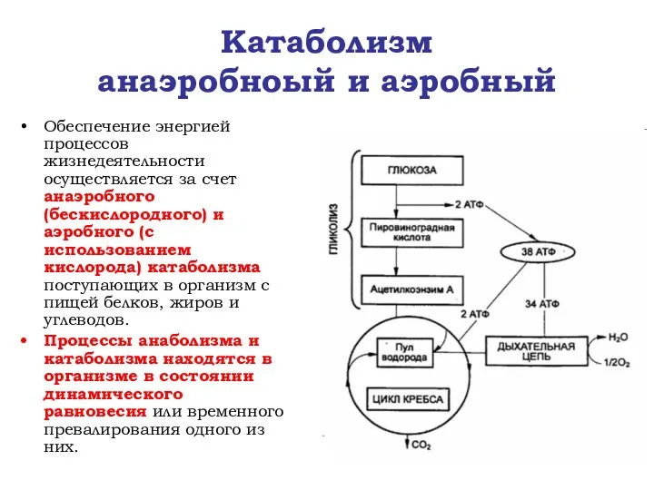 Катаболизм анаэробноый и аэробный Обеспечение энергией процессов жизнедеятельности осуществляется за