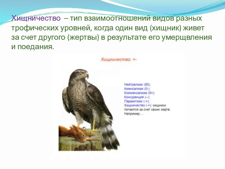 Хищничество – тип взаимоотношений видов разных трофических уровней, когда один