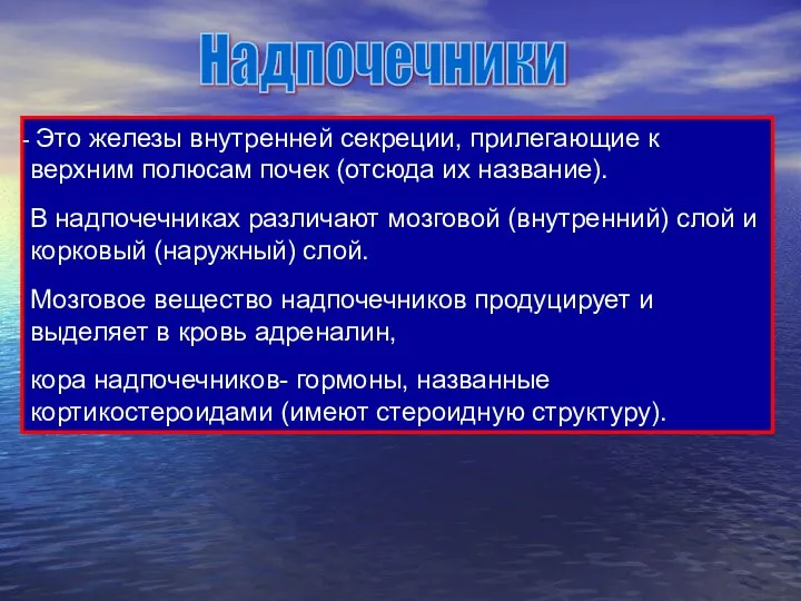 Надпочечники Это железы внутренней секреции, прилегающие к верхним полюсам почек