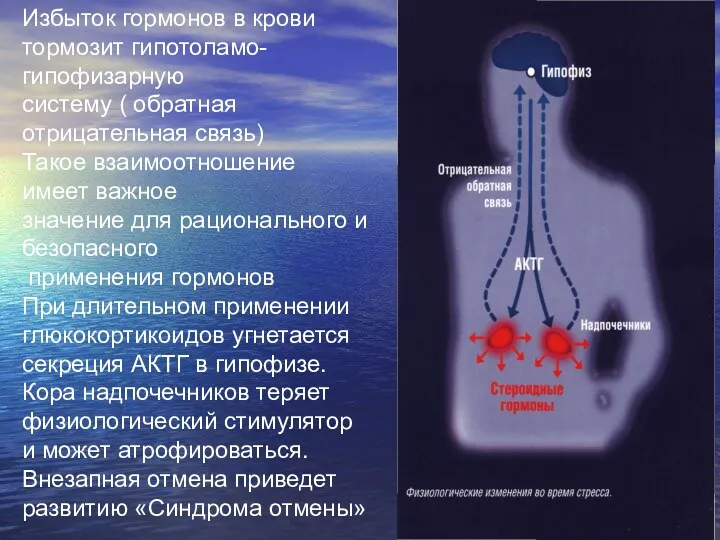 Избыток гормонов в крови тормозит гипотоламо- гипофизарную систему ( обратная