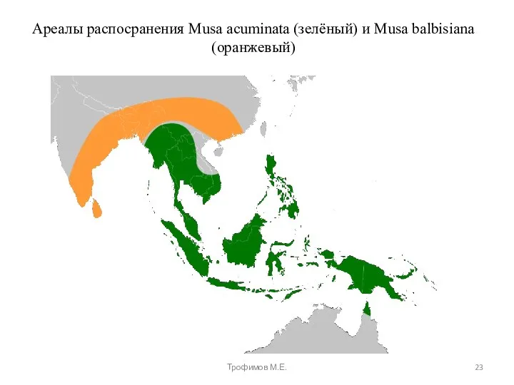 Ареалы распосранения Musa acuminata (зелёный) и Musa balbisiana (оранжевый) Трофимов М.Е.