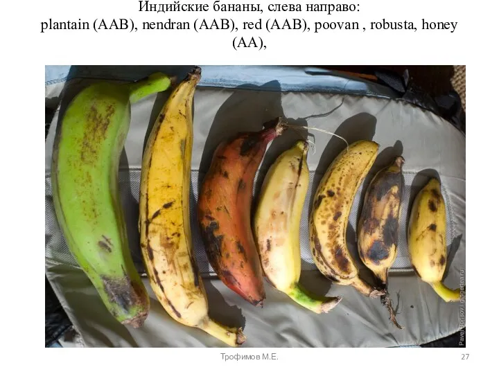 Индийские бананы, слева направо: plantain (AAB), nendran (AAB), red (AAB),