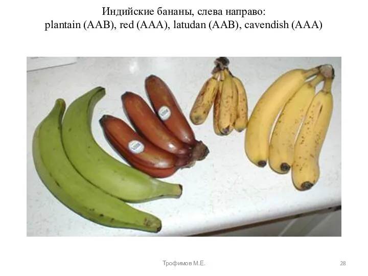 Индийские бананы, слева направо: plantain (AAB), red (AAA), latudan (AAB), cavendish (AAA) Трофимов М.Е.