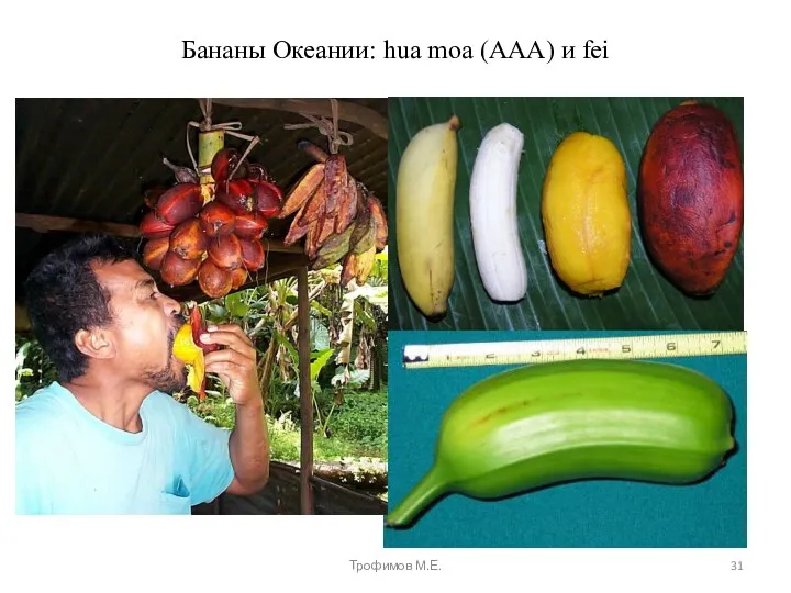 Бананы Океании: hua moa (AAA) и fei Трофимов М.Е.