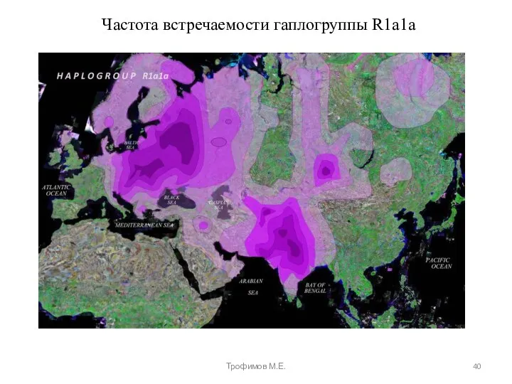 Частота встречаемости гаплогруппы R1a1a Трофимов М.Е.