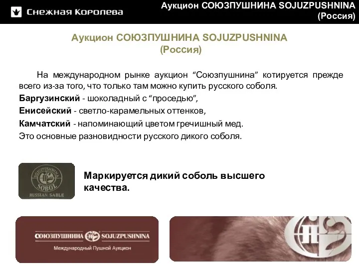 Аукцион СОЮЗПУШНИНА SOJUZPUSHNINA (Россия) Маркируется дикий соболь высшего качества. Аукцион СОЮЗПУШНИНА SOJUZPUSHNINA (Россия)