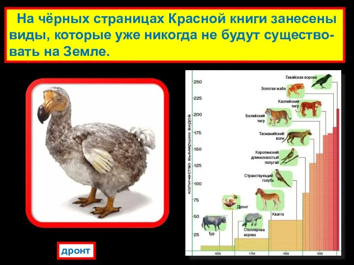 На чёрных страницах Красной книги занесены виды, которые уже никогда