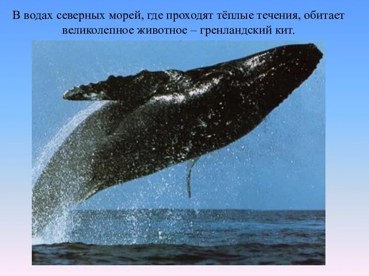 В водах северных морей, где проходят тёплые течения, обитает великолепное животное – гренландский кит.