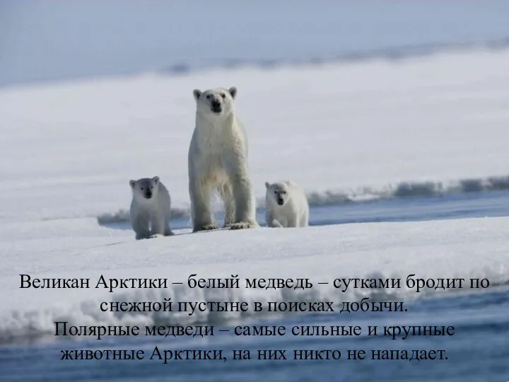 Великан Арктики – белый медведь – сутками бродит по снежной пустыне в поисках