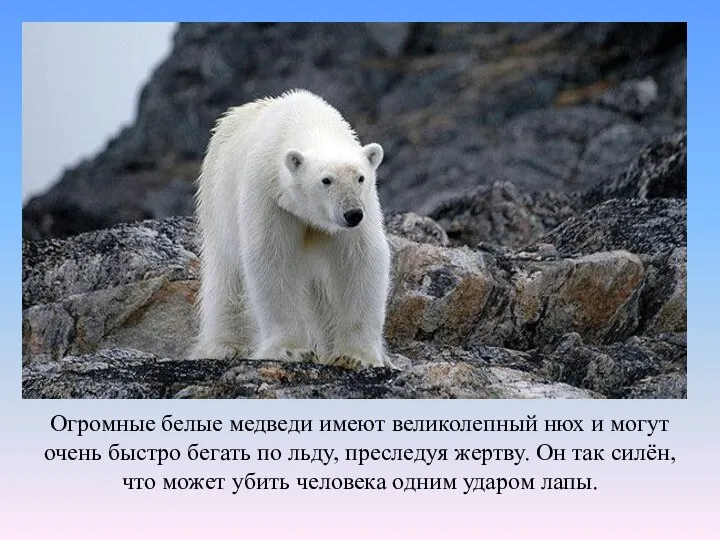 Огромные белые медведи имеют великолепный нюх и могут очень быстро бегать по льду,