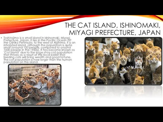 THE CAT ISLAND, ISHINOMAKI, MIYAGI PREFECTURE, JAPAN Tashirojima is a